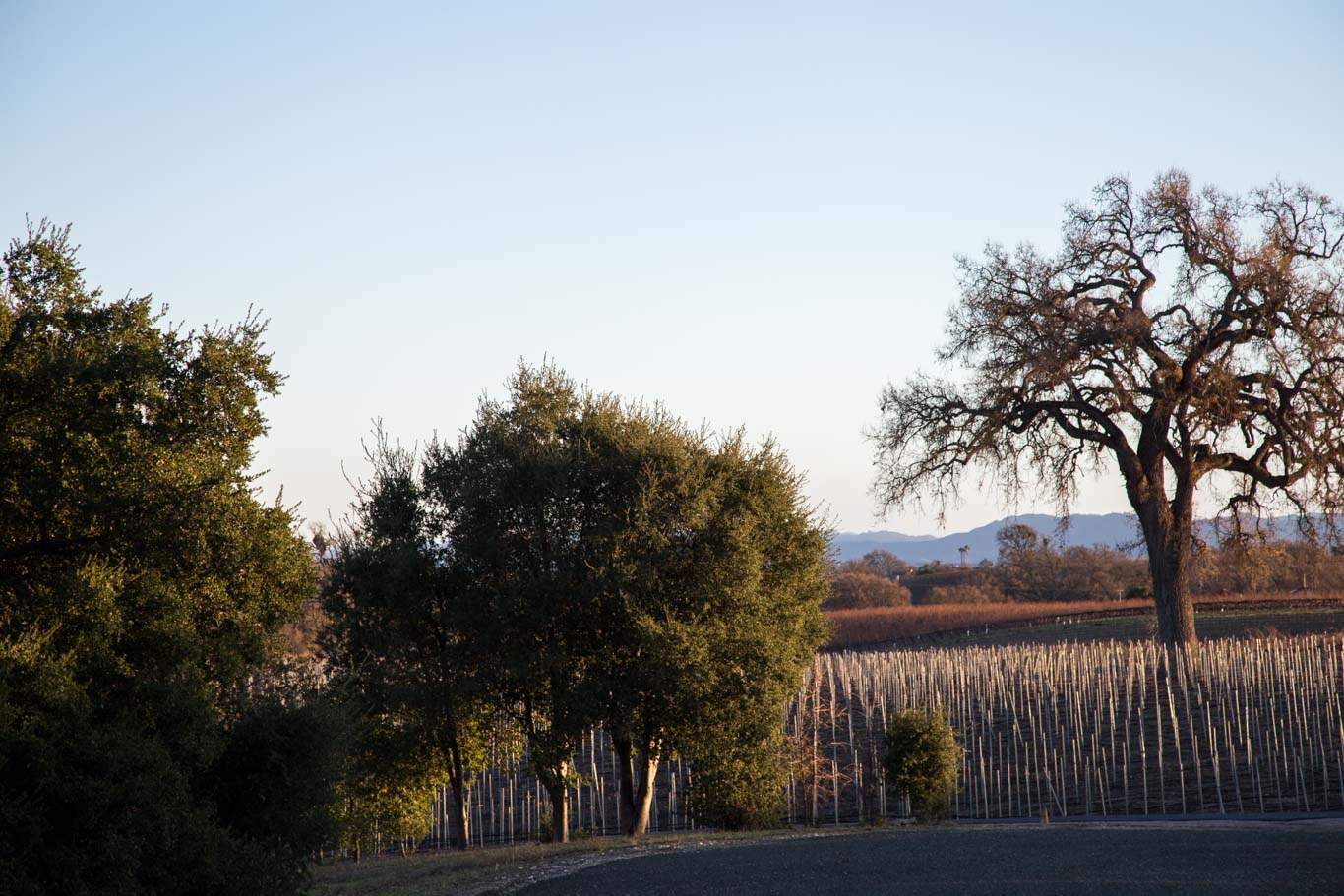 Treana Winery Paso Robles - Scene of the vines