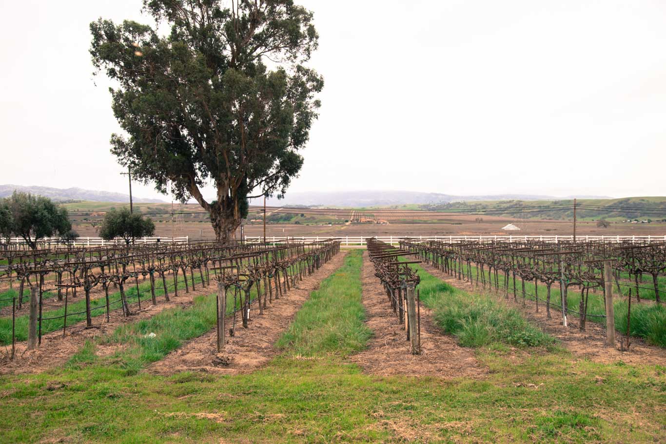 Rows of vines in Livermore Valley