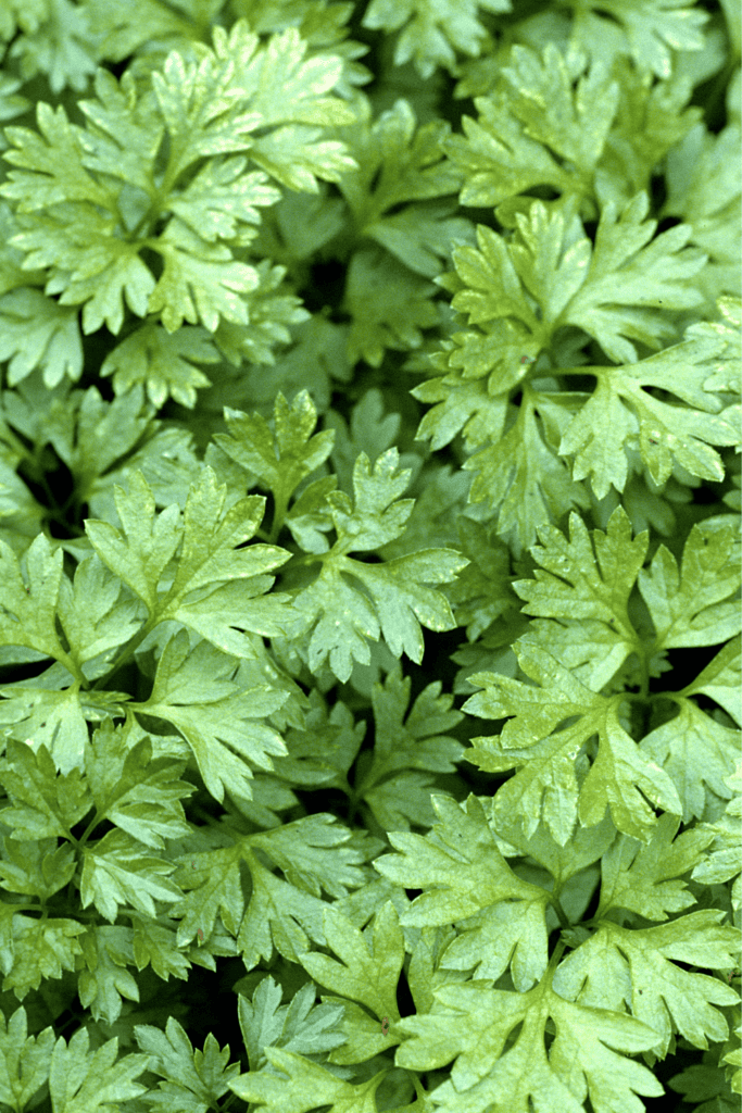 Fresh Chervil.