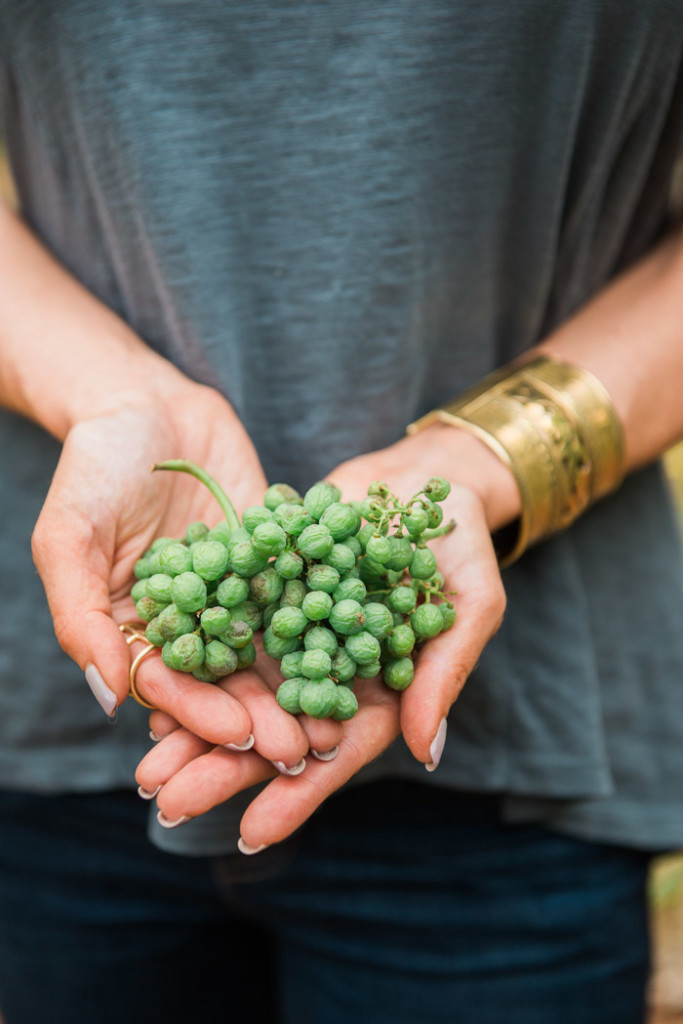 Dundee, Oregon Wine Tasting Platings + Pairings