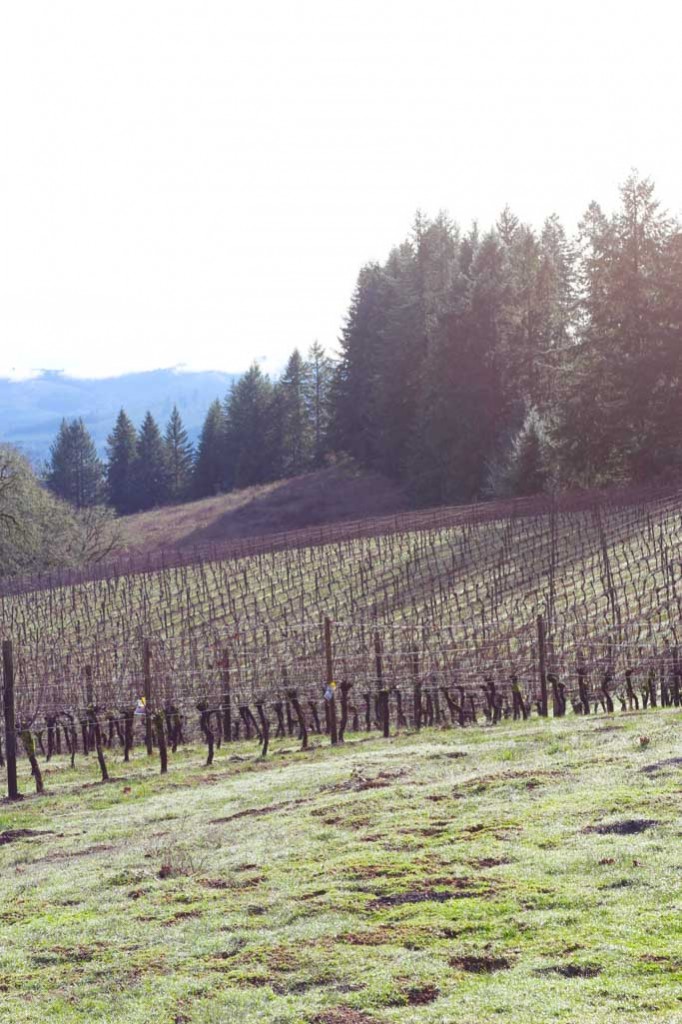 The Best Wineries to Visit in the Willamette Valley - Eugene, Oregon | platingsandpairings.com