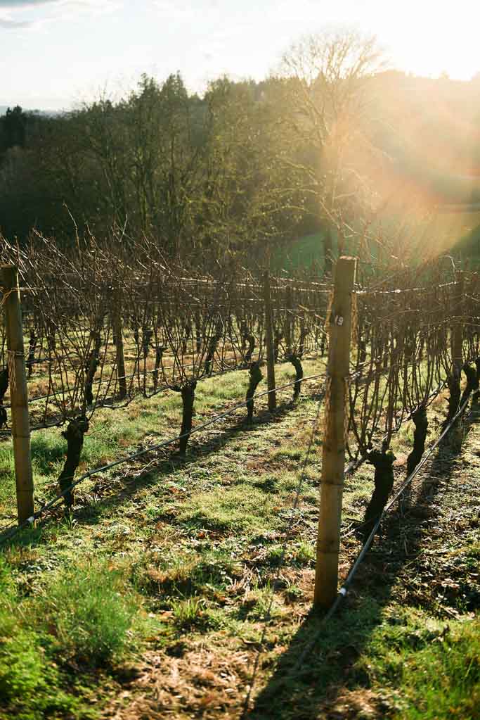 Wine Tasting at De Ponte Cellars in Dayton, Oregon - This lovely winery is in the heart of Oregon's Willamette Valley | platingsandpairings.com