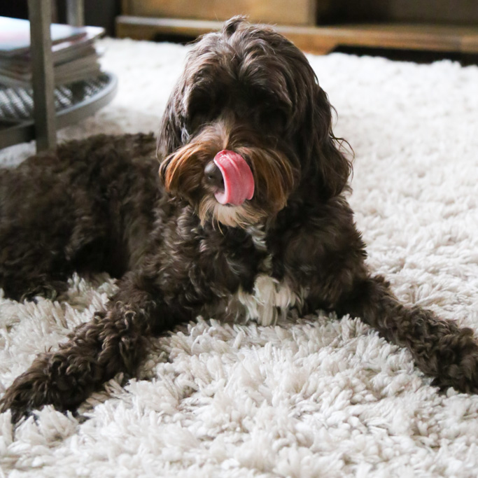 These Sweet Potato Dog Chews only use one-ingredient to make a healthy, homemade dog treat for your favorite pet! DIY dog treats are a great gift too! | platingsandpairings.com