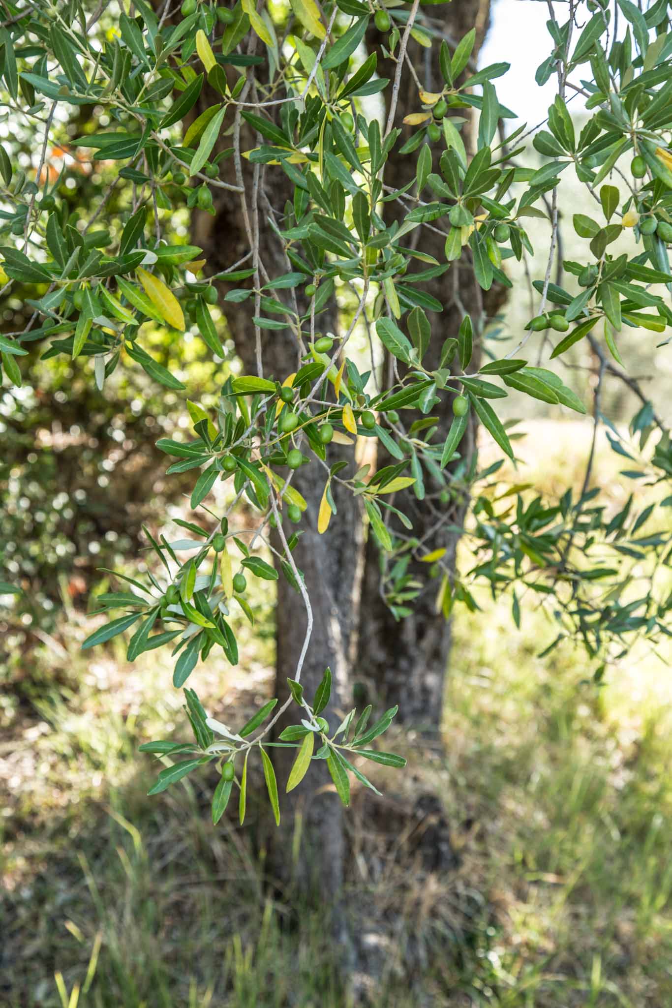Olive trees at Principe Corsini estate
