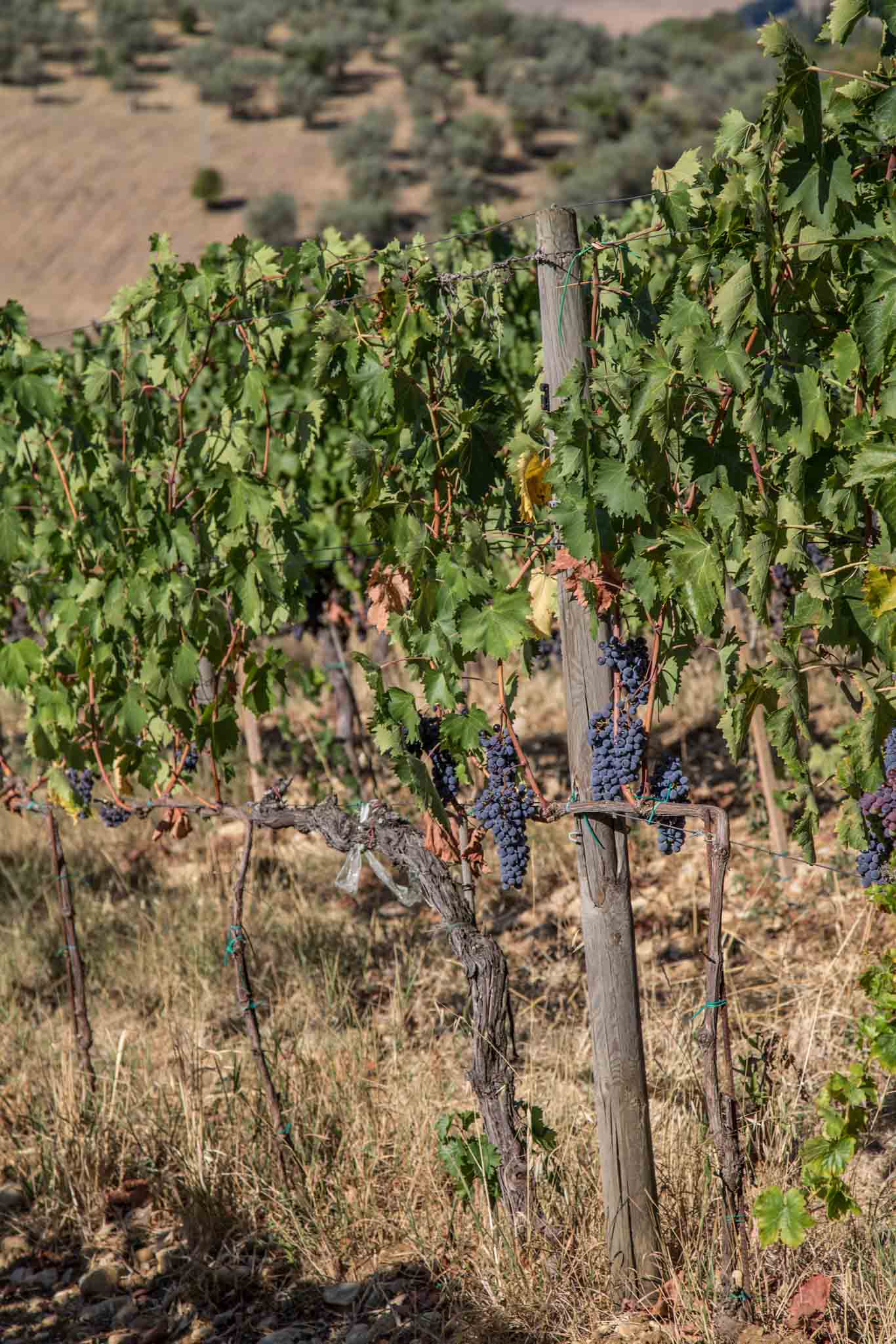Vines at Principe Corsini estate