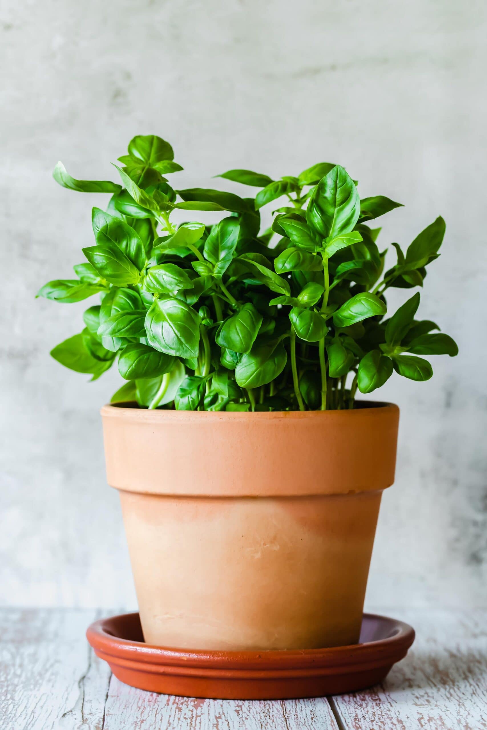 BASIL PLANT IN POT