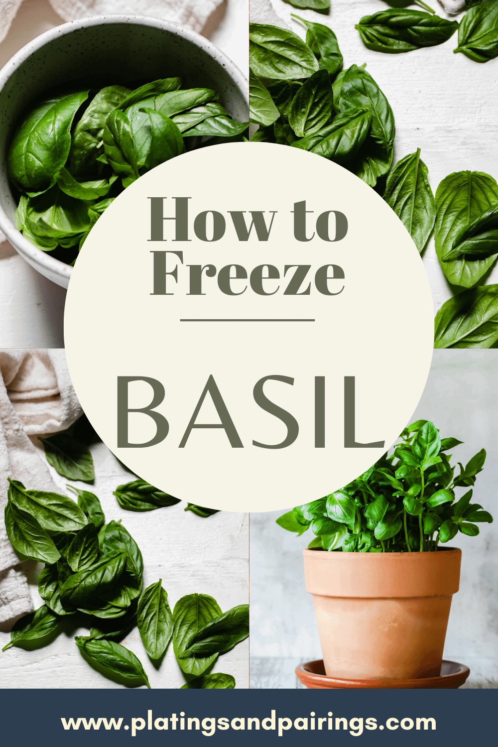 PHOTOS OF BASIL WITH TEXT OVERLAY.