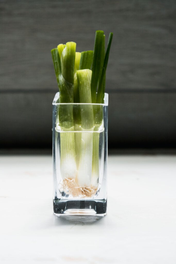 Green onions standing up in small vase of water. 