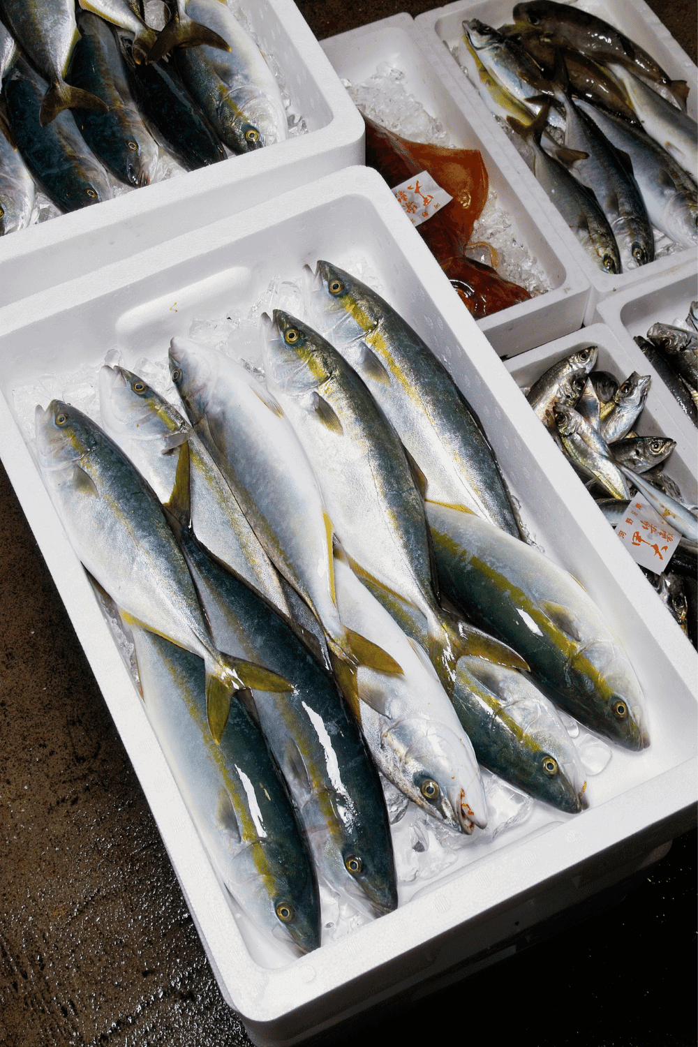 What is Hamachi? (6 Ways to Serve It)