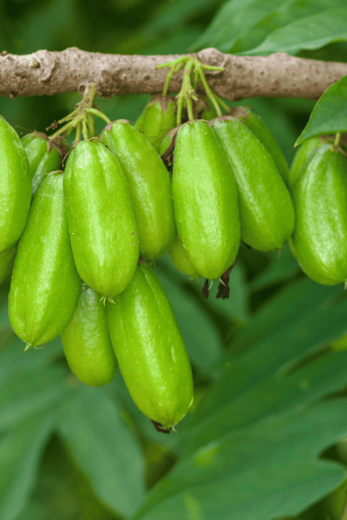 Beit alpha cucumbers hanging on vine.