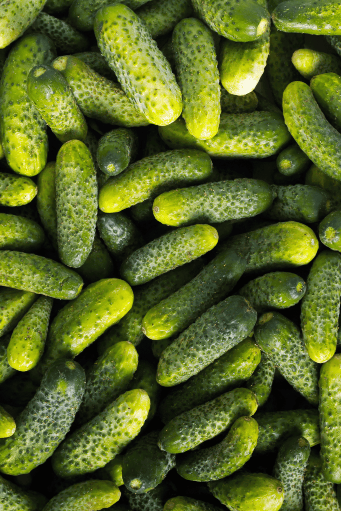 Gherkins in pile.