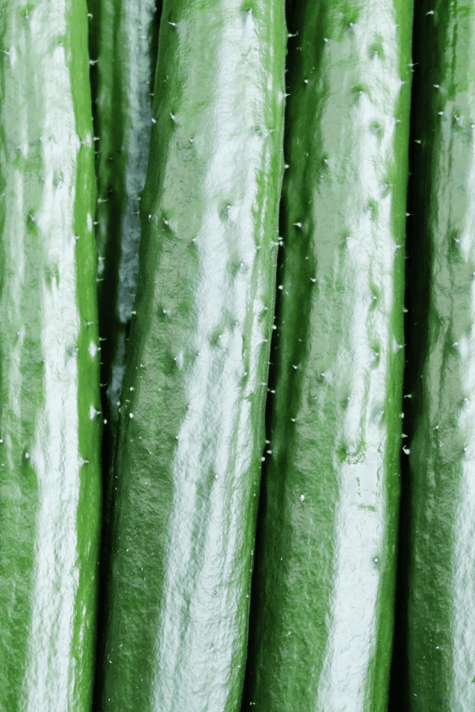 Japanese cucumbers in row.