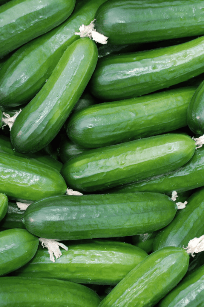 Persian cucumbers in pile. 