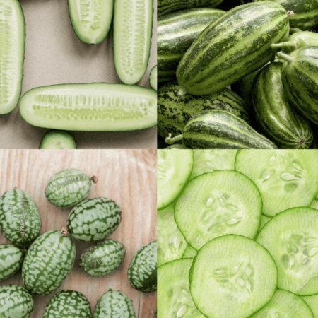 Collage of different types of cucumbers.