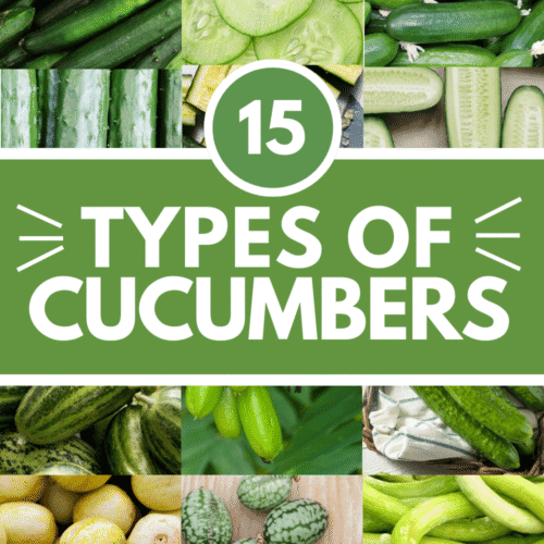 Collage of types of cucumbers with text overlay.