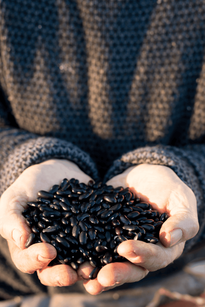 Hands holding black turtle beans. 