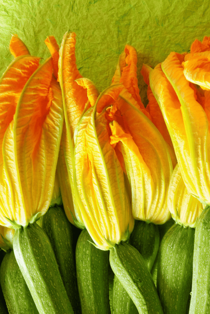 Zucchini flowers. 